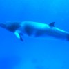 Minke’s Swim with Silverswift Passengers