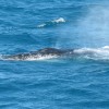 Humpback Whale encounter for Silversonic Passengers