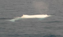 Migaloo