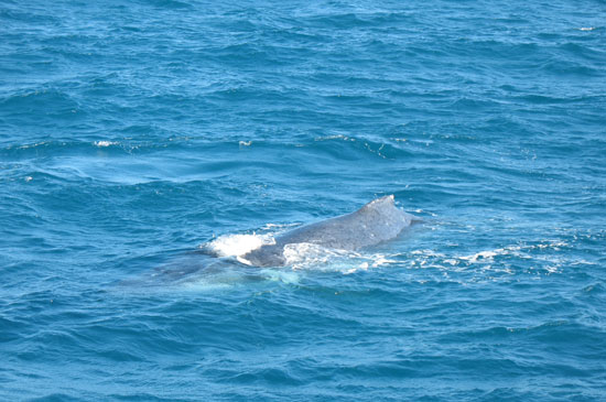 whales-silversonic_2 Humpback on Silversonic