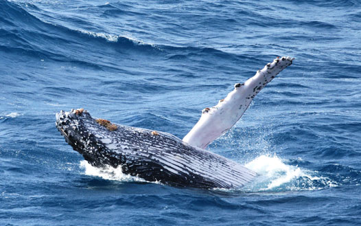 whale_1 Whale spotted from Quicksilver