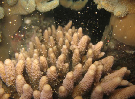 Coral spawning coral spawning dive