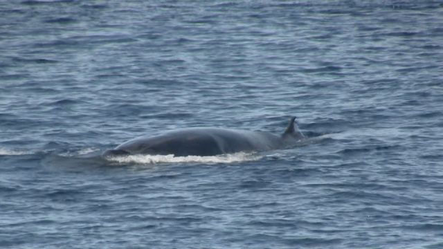 Sei Whale Sei Whale Cairns
