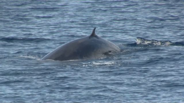102 Sei Whale Cairns