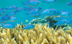 Blue Chrommis