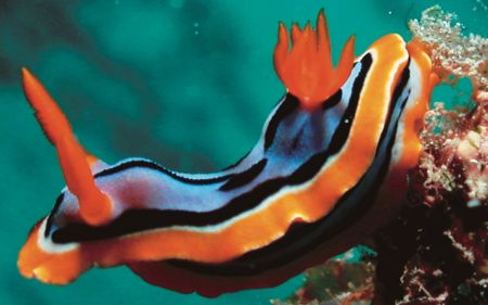 Captivating Nudis!