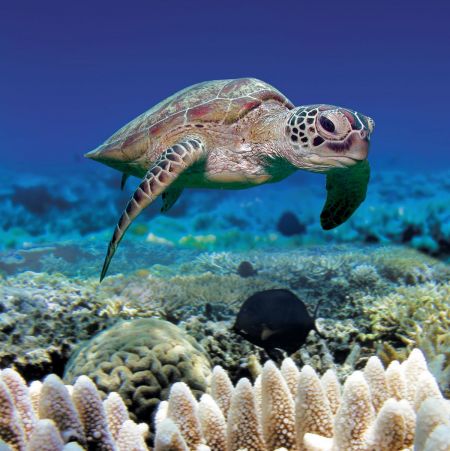 Turtlely Terrific
