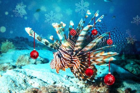 Lionfish, hear me roar!