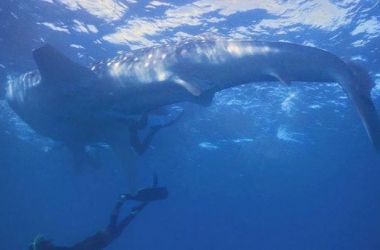 When a six metre whale shark stops by to say hello